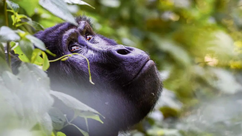 gorille regardant dans les arbres dans la forêt impénétrable de bwindi, ouganda