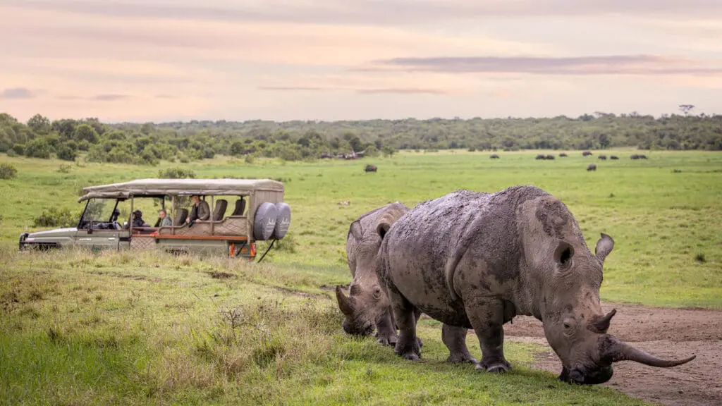 Une paire de rhinocéros dans la réserve Ol Pejeta