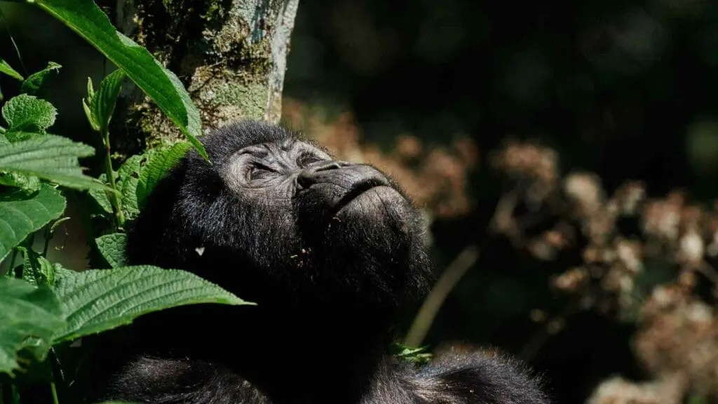 Un jeune gorille dans la forêt dense