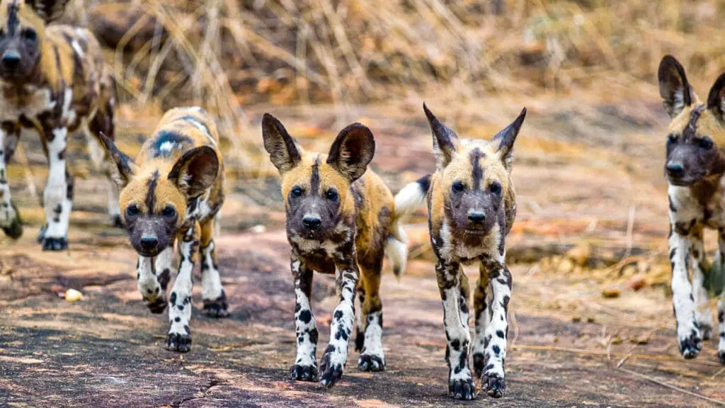Une meute de chiens sauvages se dirige vers la caméra - Nyerere, Tanzanie