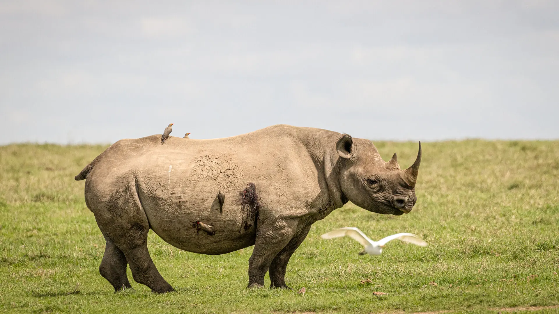 Rhino debout dans l'herbe, oiseau volant par