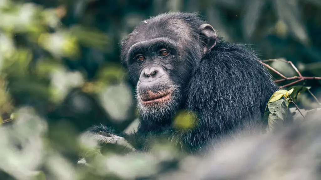 Un gorille mâle regarde pensivement depuis son perchoir dans la canopée