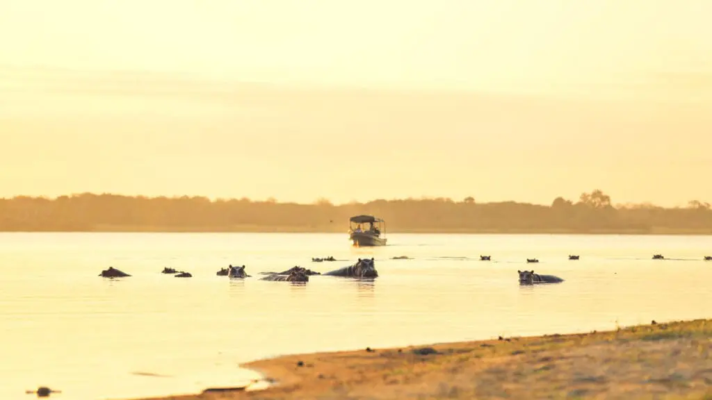 Un safari en bateau s'approche d'un groupe d'hippopotames