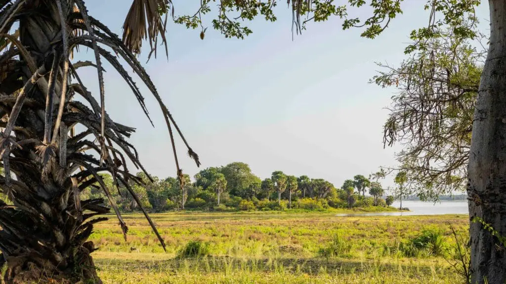 Une vue panoramique sur une rivière dans le parc national de Nyerere avec des berges herbeuses et des palmiers sous un ciel clair