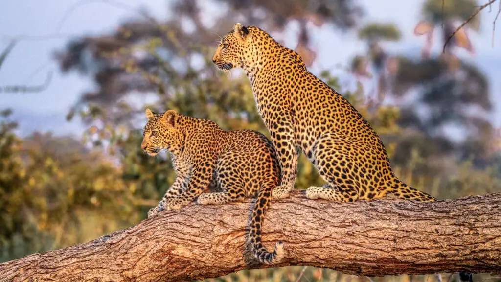 Un léopard et son petit sur une branche, sud de la Tanzanie