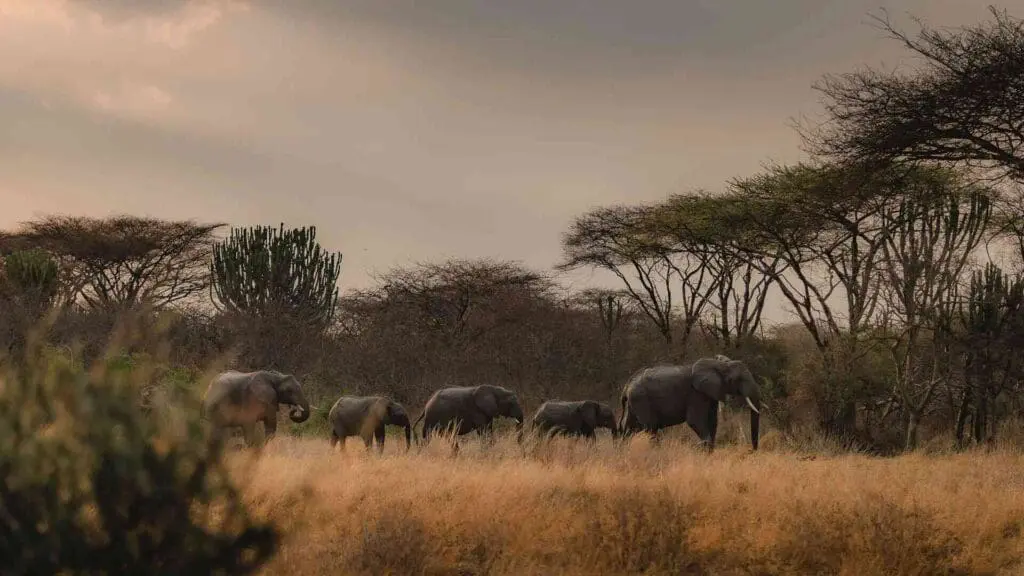 Un troupeau d'éléphants marche en file indienne à travers l'herbe sèche et dorée sous les acacias et les grandes euphorbes candélabres dans la douce lumière du soir, parc national de Ruaha, Tanzanie.