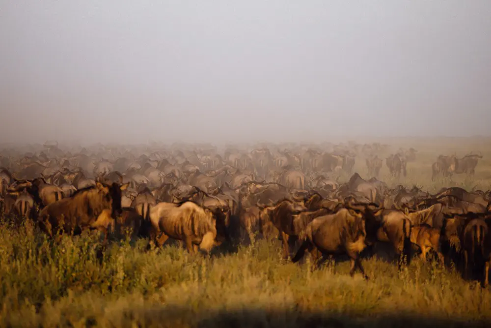 Un troupeau de gnous, Parc National du Serengeti, Tanzanie.
