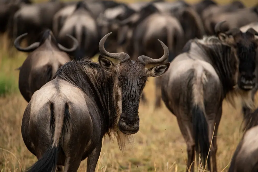 Un gnou, Parc National du Serengeti, Tanzanie.