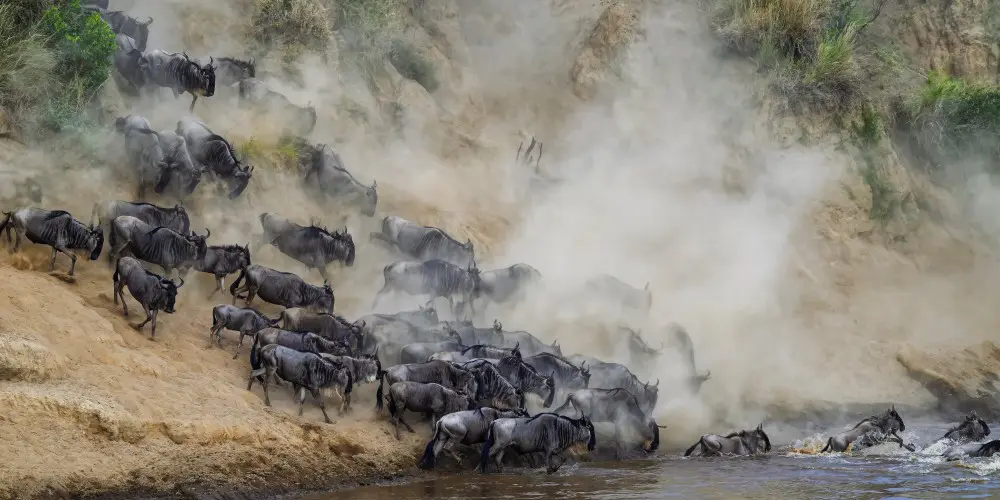 Une traversée de la rivière Mara, dans le nord du Serengeti, en Tanzanie.