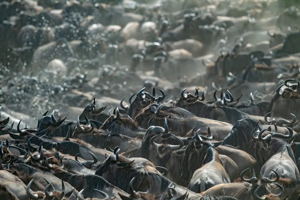 Gnous traversant la rivière Mara, nord de la Tanzanie.
