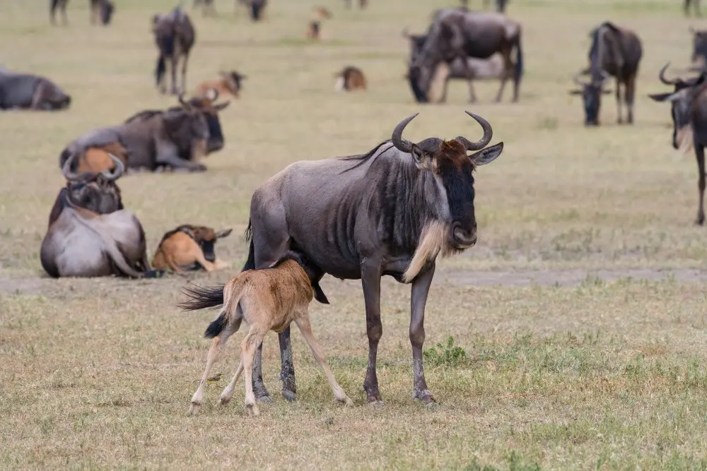 Un veau gnou allaitant, sud du Serengeti, Tanzanie.