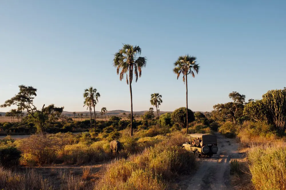 Paysage du parc national de Ruaha, Tanzanie.