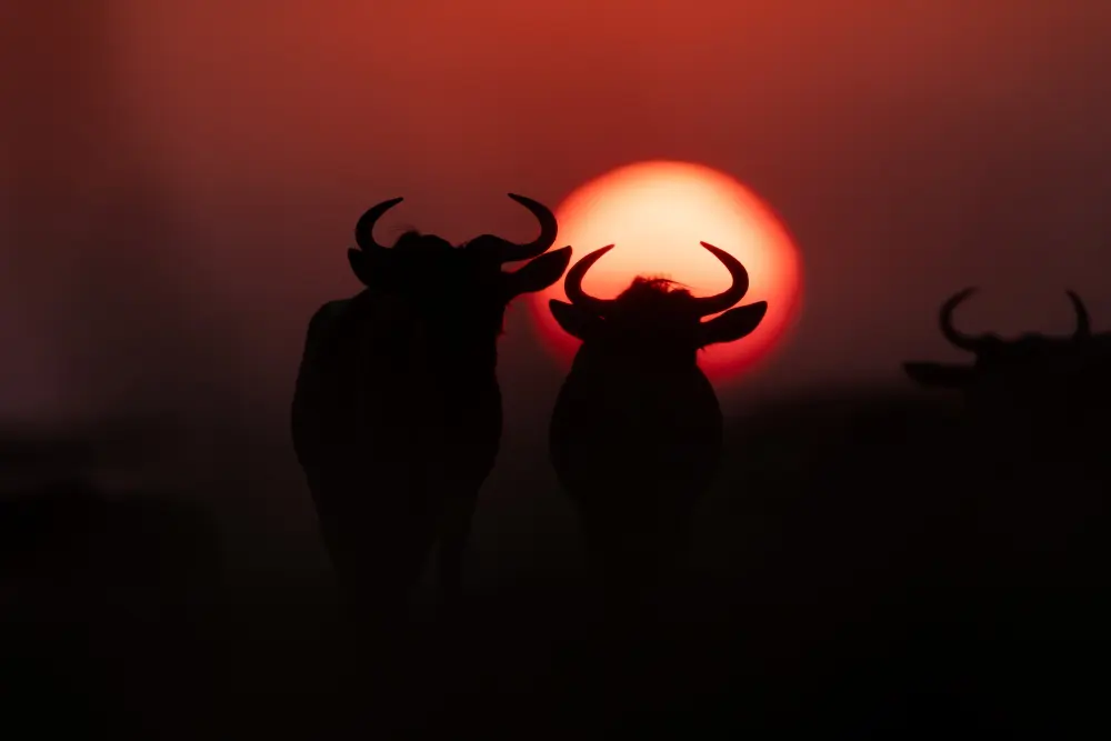 Gnou au coucher du soleil, sud du Serengeti, Tanzanie.