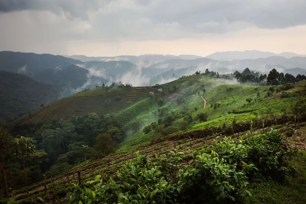 La brume matinale s'accroche au paysage des collines d'Erebero, en Ouganda.