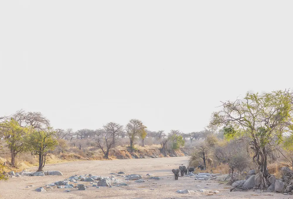 Éléphants dans le lit asséché de la rivière, parc national de Ruaha, Tanzanie.