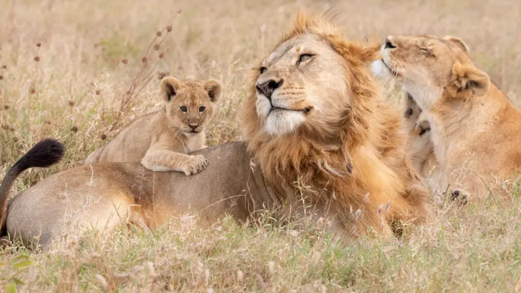Une fierté de lions se reposant avec leurs petits dans le Serengeti