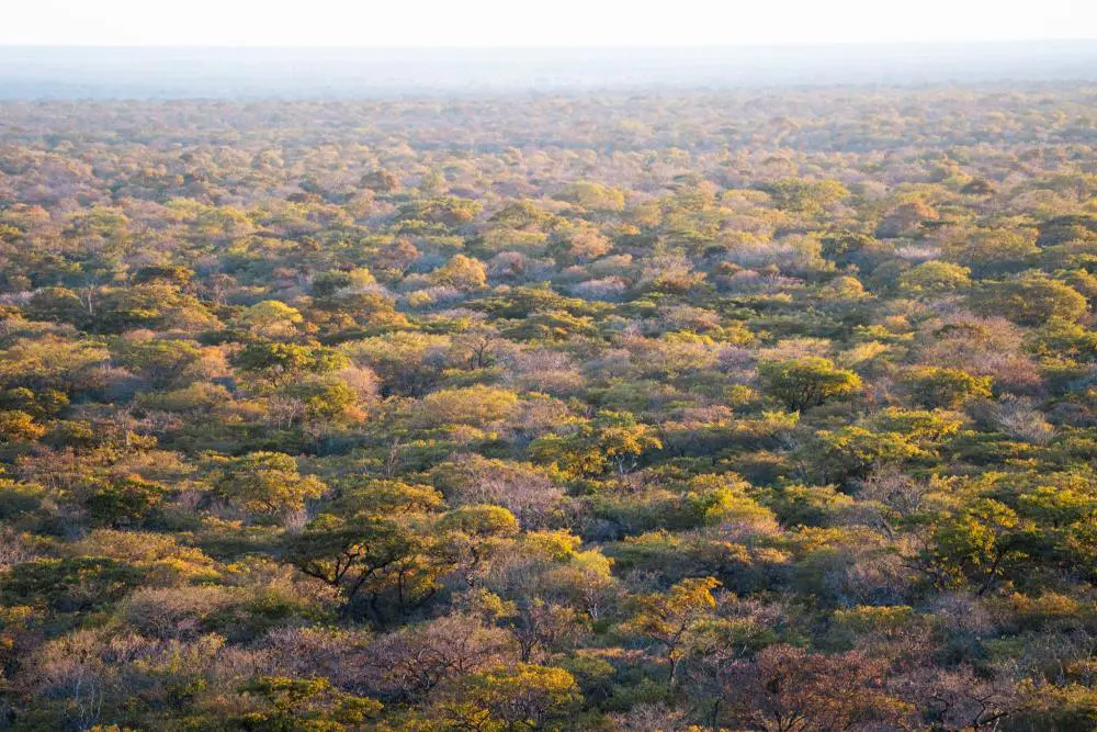 Forêt de Desnse miombo dans le sud de la Tanzanie.