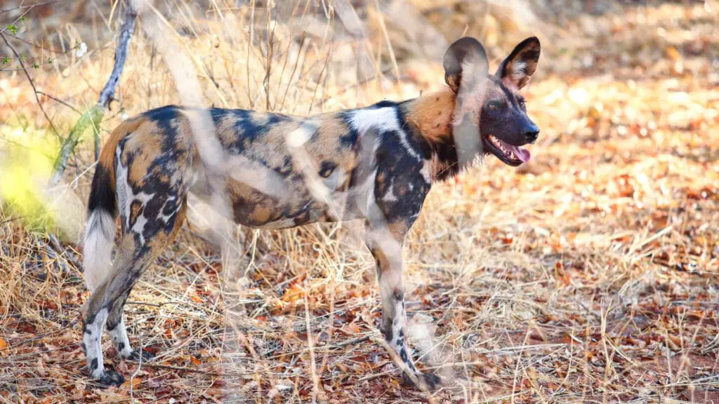 Jabali Private House, parc national de Ruaha, faune, chien sauvage