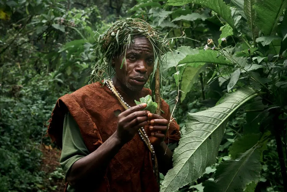 Un membre Batwa expliquant l’usage médicinal d’une feuille d’arbre dans la forêt de Bwindi, en Ouganda.