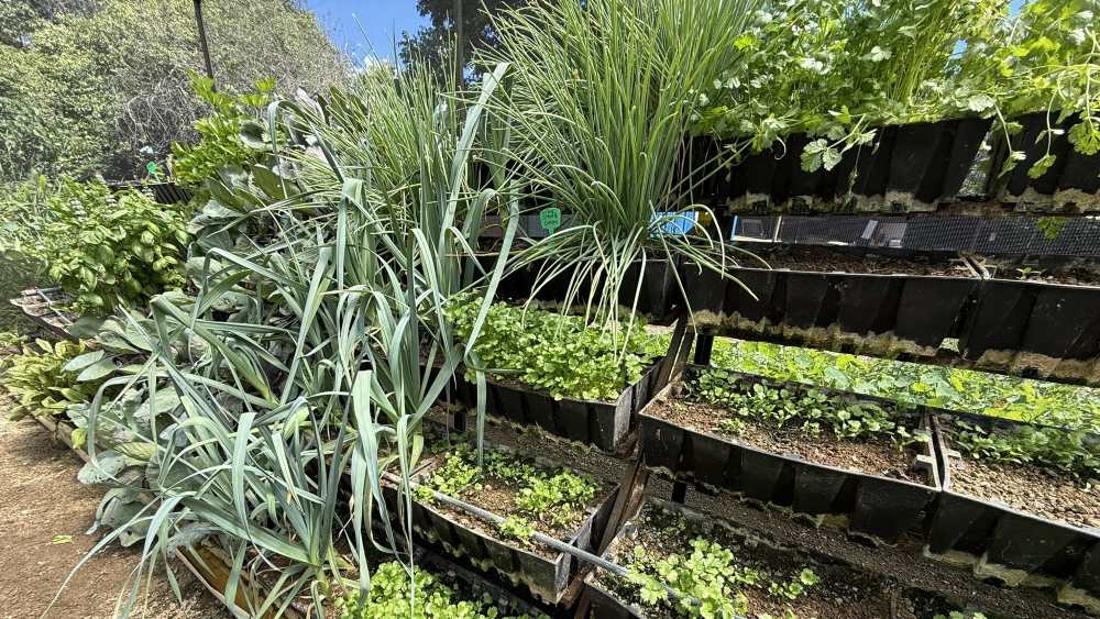 Le jardin d'herbes aromatiques du camp Emboo, Maasai Mara, Kenya.
