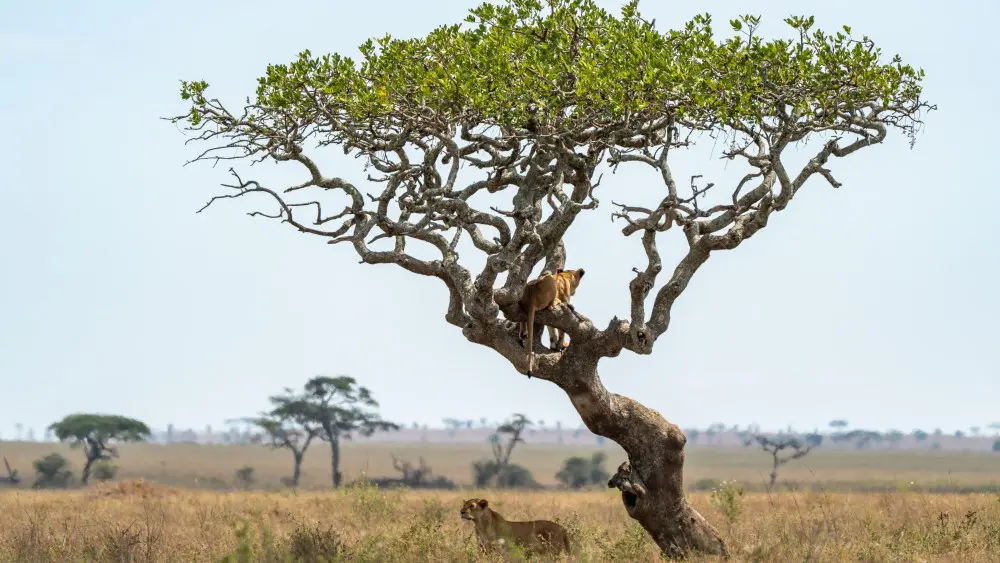 Un lion dans un arbre, Parc National du Serengeti, Tanzanie.