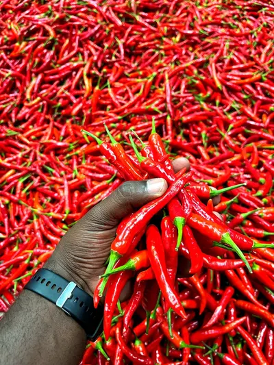 What a rural chilli farm can teach us about possibility and belonging