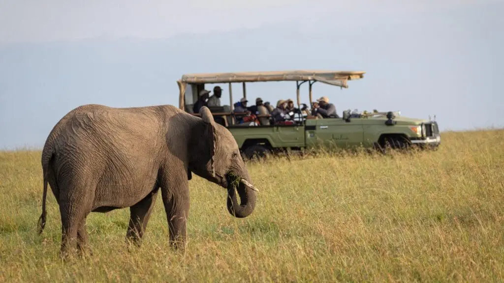 Un éléphant marche dans les herbes hautes tandis que les invités regardent depuis un véhicule de safari en arrière-plan.
