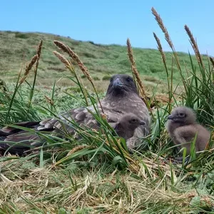 Les labbes bruns de l'île Marion défient les scientifiques après l'éradication historique des chats