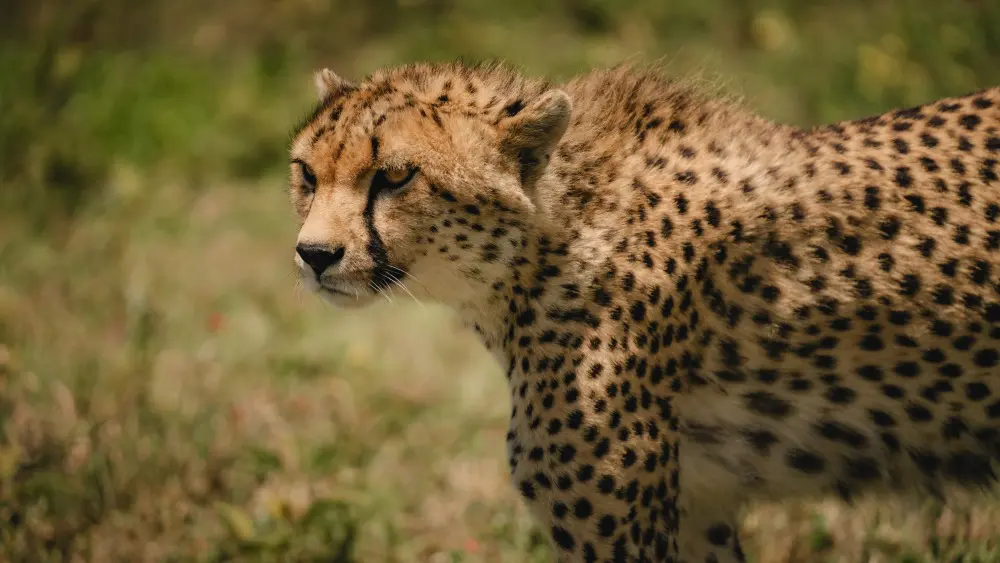 Profil d'un guépard, plaines de Namiri, parc national du Serengeti