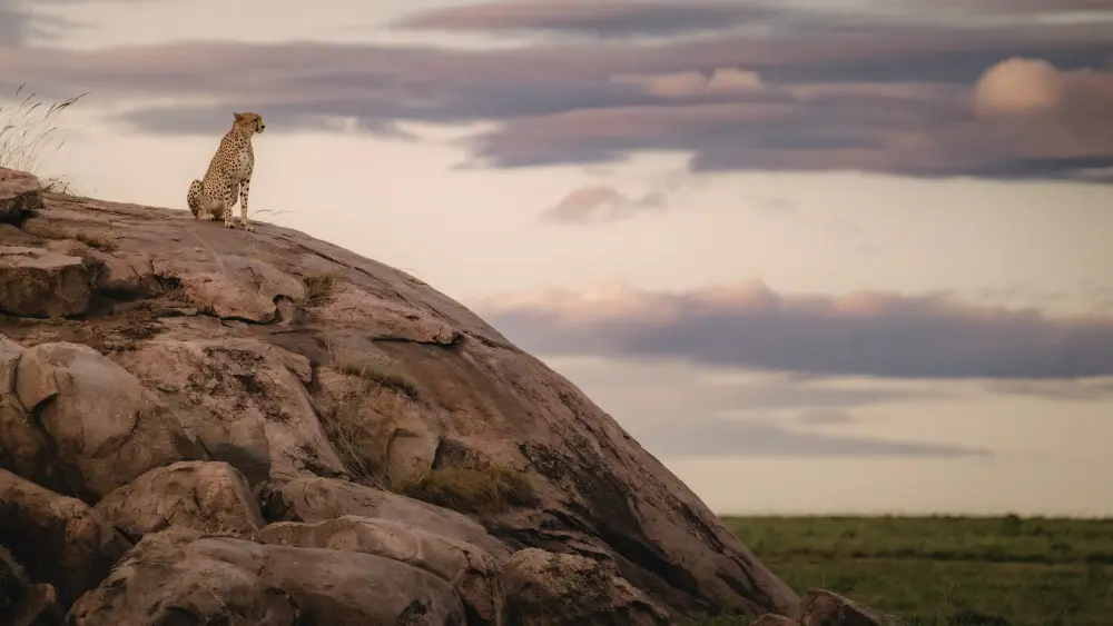 Un guépard regarde les plaines, les plaines de Namiri, le parc national du Serengeti.