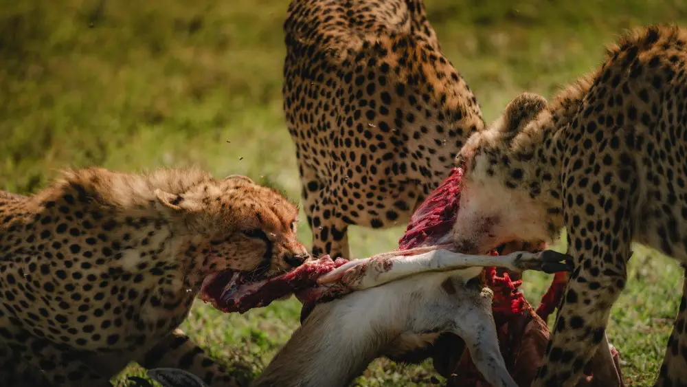 Guépards tués, plaines de Namiri, Serengeti, Tanzanie.