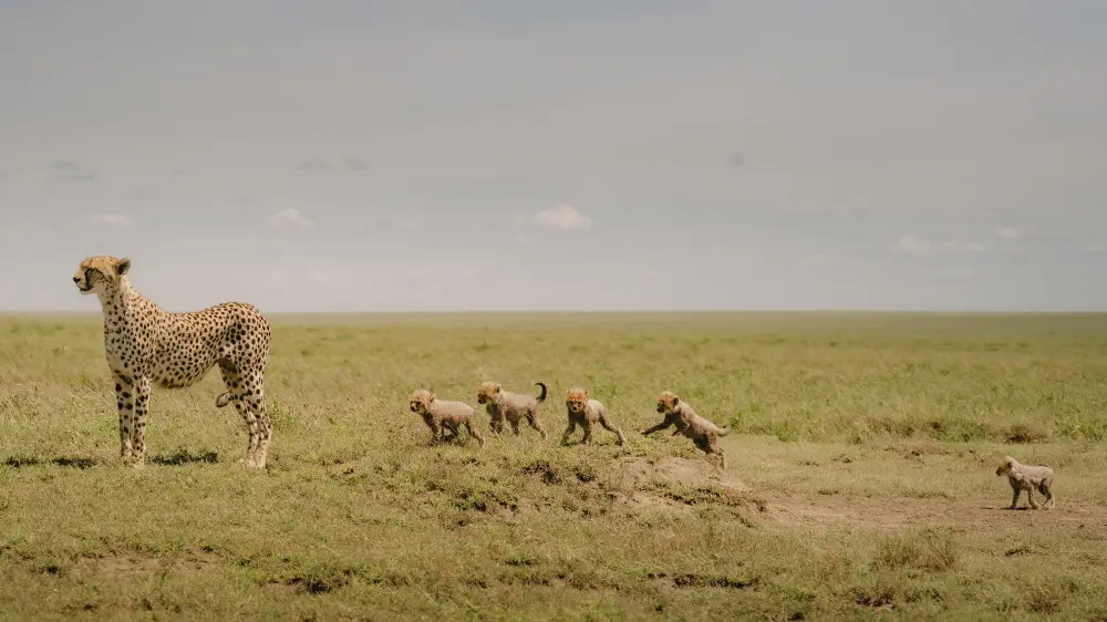 Une mère avec ses petits, plaines de Namiri, parc national du Serengeti, Tanzanie.