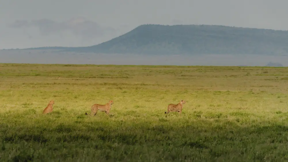 Les plaines de Namiri, parc national du Serengeti, Tanzanie.