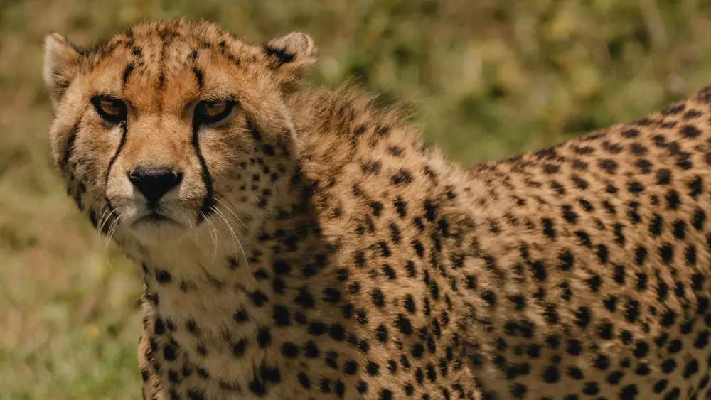 Un guépard en gros plan, parc national du Serengeti, Tanzanie.