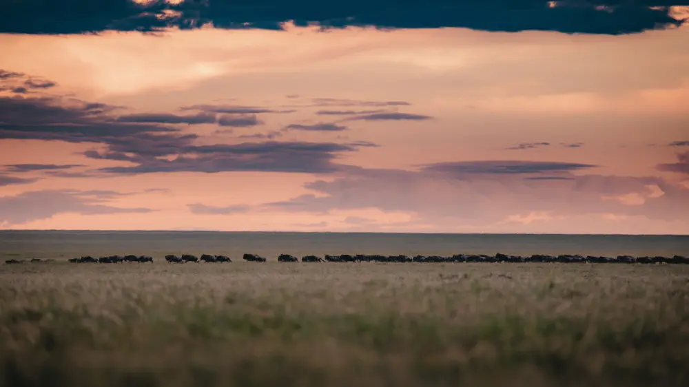 L'est du Serengeti, en Tanzanie.