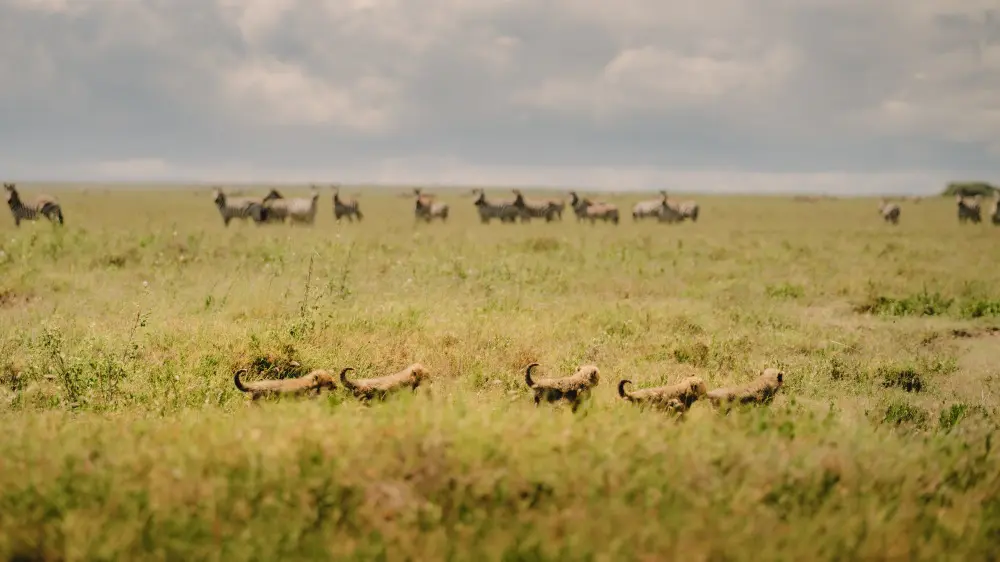 Des guépards, des plaines de Namiri, Serengeti, Tanzanie.