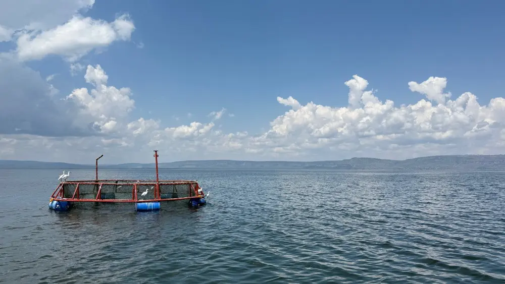 Une cage de pêche, lac Victoria, Tanzanie.