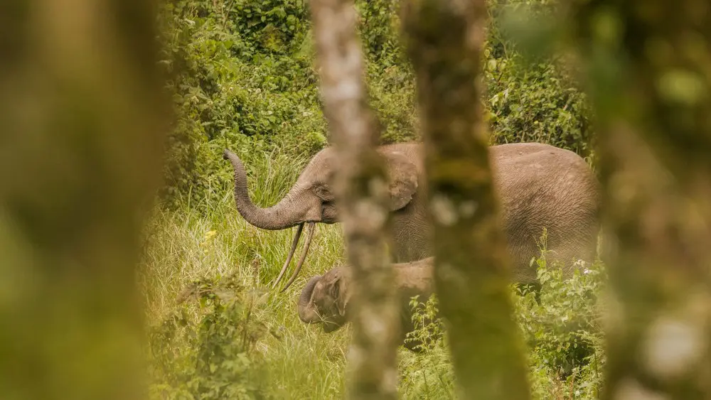 Éléphant, forêt impénétrable de Bwindi, Ouganda.