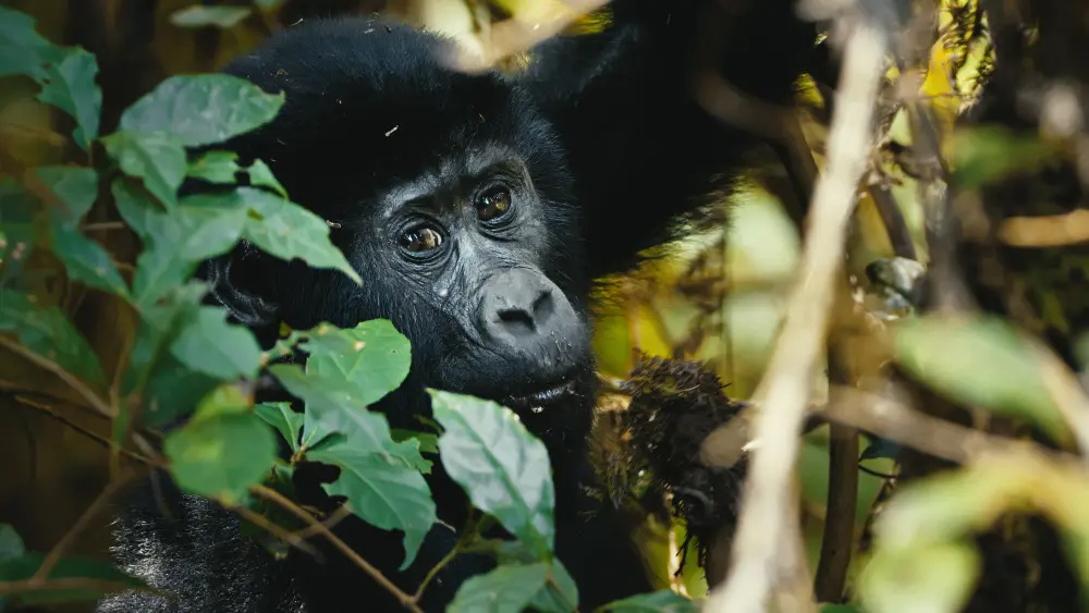 Un gorille, forêt impénétrable de Bwindi, Ouganda.