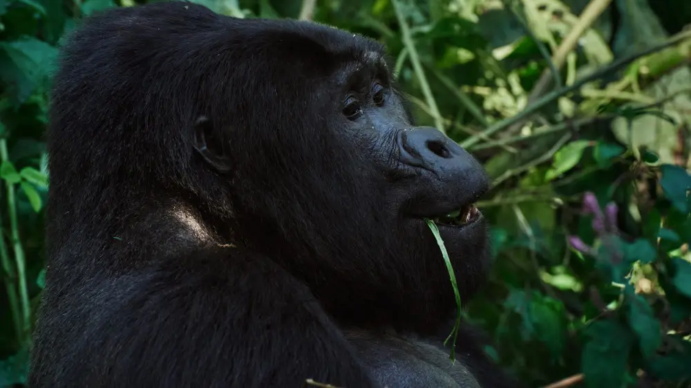 Gorille, forêt impénétrable de Bwindi, Ouganda.