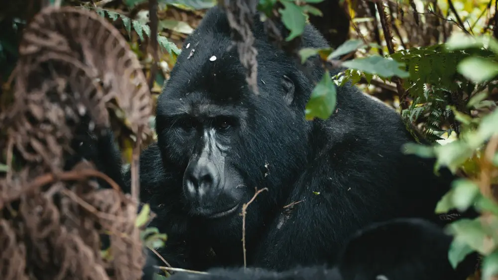 Silverback, forêt impénétrable de Bwindi, Ouganda.
