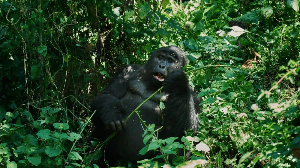 Un gorille mangeant, forêt impénétrable de Bwindi, Ouganda.