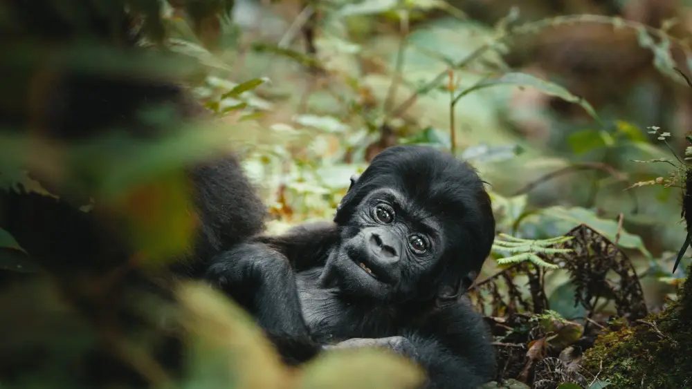 Jeune gorille, forêt impénétrable de Bwindi, Ouganda.