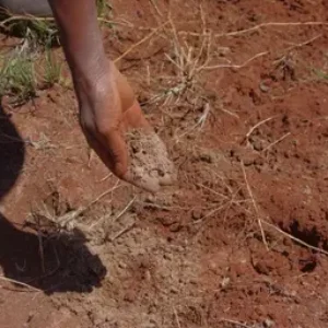 Biodiversité des sols : la vie cachée sous nos pieds