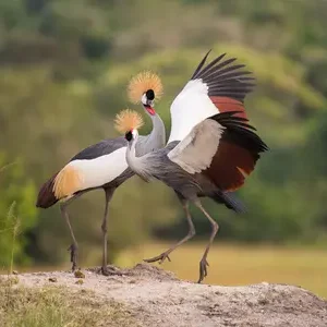 Le nombre de grues couronnées grises du Rwanda est passé de moins de 300 à 1 438 en une décennie