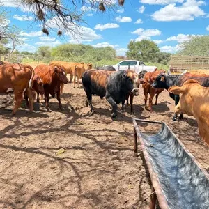 Fièvre aphteuse : la crise économique discrète en Afrique du Sud