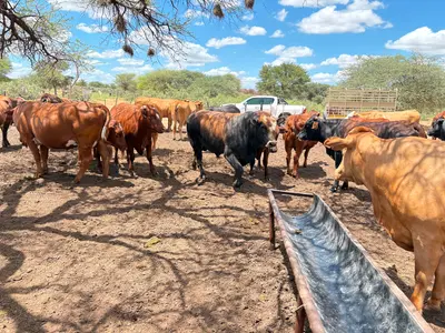 Foot-and-Mouth Disease: South Africa