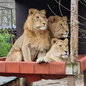 L'industrie du lion en captivité en Afrique du Sud reste légale malgré des années de promesses de l'éliminer progressivement, affirment des groupes de protection des animaux