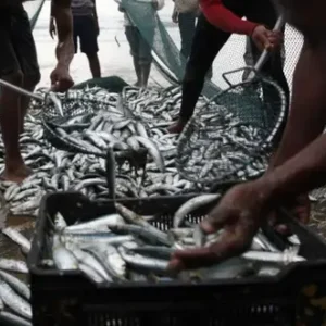 Morts de sardines le long de la côte du Cap : PHV détecté alors que l'unité 1 de Koeberg coupe le courant