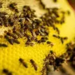 De petites abeilles, un gros travail : suivre la pollution par les pesticides dans l'eau en Afrique